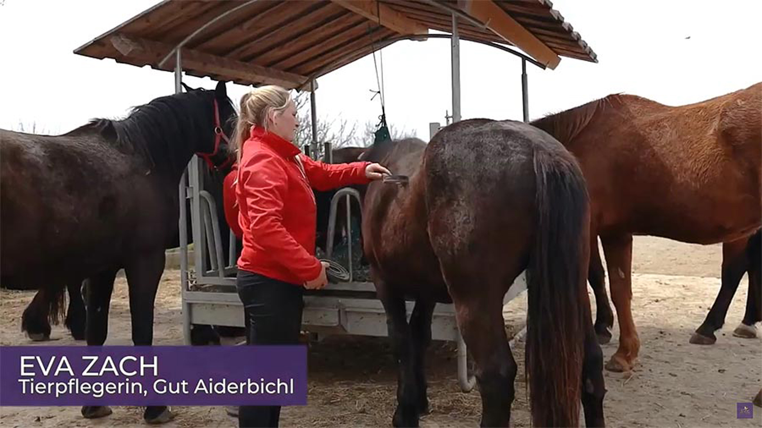 Video - Natural pain reduction in rescued animals